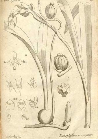 Reproducción/Reproduction 49120945618: Histoire particulière des plantes Orchidées recueillies sur les trois îles australes d'Afrique, de France, de Bourbon et de Madagascar /. Paris :L'auteur,1822.. 