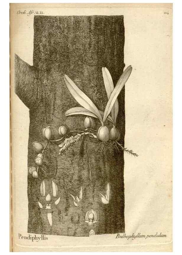 Reproducción/Reproduction 49121638472: Histoire particulière des plantes Orchidées recueillies sur les trois îles australes d'Afrique, de France, de Bourbon et de Madagascar /. Paris :L'auteur,1822.. 