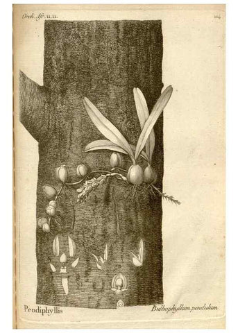 Reproducción/Reproduction 49121638472: Histoire particulière des plantes Orchidées recueillies sur les trois îles australes d'Afrique, de France, de Bourbon et de Madagascar /. Paris :L'auteur,1822.. 