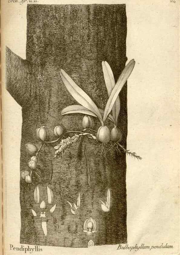 Reproducción/Reproduction 49121638472: Histoire particulière des plantes Orchidées recueillies sur les trois îles australes d'Afrique, de France, de Bourbon et de Madagascar /. Paris :L'auteur,1822.. 