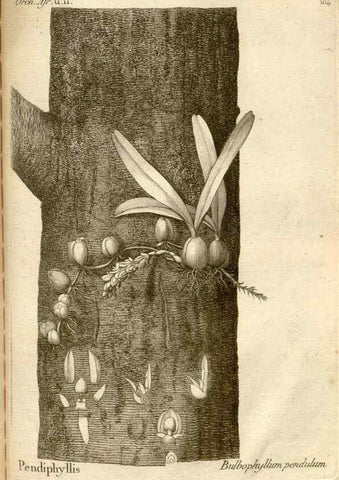 Reproducción/Reproduction 49121638472: Histoire particulière des plantes Orchidées recueillies sur les trois îles australes d'Afrique, de France, de Bourbon et de Madagascar /. Paris :L'auteur,1822.. 