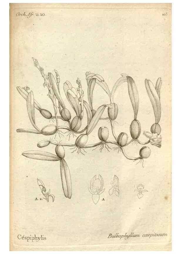 Reproducción/Reproduction 49120944938: Histoire particulière des plantes Orchidées recueillies sur les trois îles australes d'Afrique, de France, de Bourbon et de Madagascar /. Paris :L'auteur,1822.. 