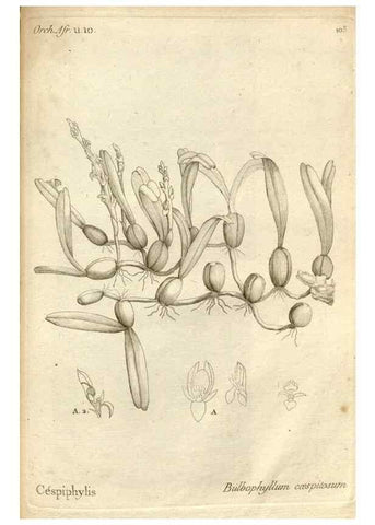 Reproducción/Reproduction 49120944938: Histoire particulière des plantes Orchidées recueillies sur les trois îles australes d'Afrique, de France, de Bourbon et de Madagascar /. Paris :L'auteur,1822.. 