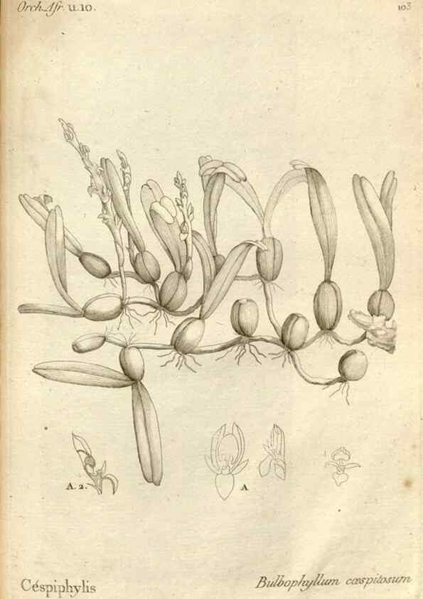 Reproducción/Reproduction 49120944938: Histoire particulière des plantes Orchidées recueillies sur les trois îles australes d'Afrique, de France, de Bourbon et de Madagascar /. Paris :L'auteur,1822.. 