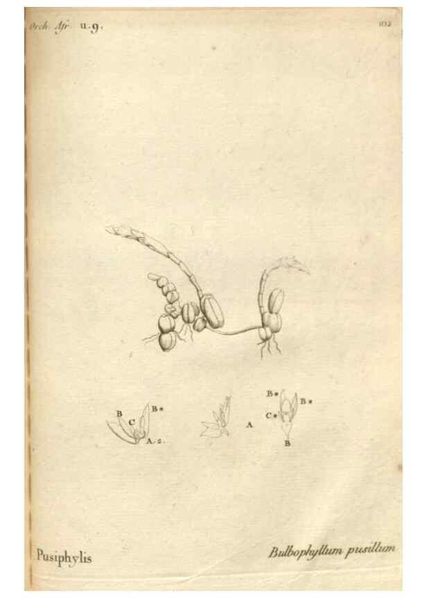 Reproducción/Reproduction 49121637832: Histoire particulière des plantes Orchidées recueillies sur les trois îles australes d'Afrique, de France, de Bourbon et de Madagascar /. Paris :L'auteur,1822.. 
