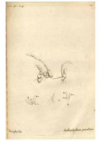 Reproducción/Reproduction 49121637832: Histoire particulière des plantes Orchidées recueillies sur les trois îles australes d'Afrique, de France, de Bourbon et de Madagascar /. Paris :L'auteur,1822.. 