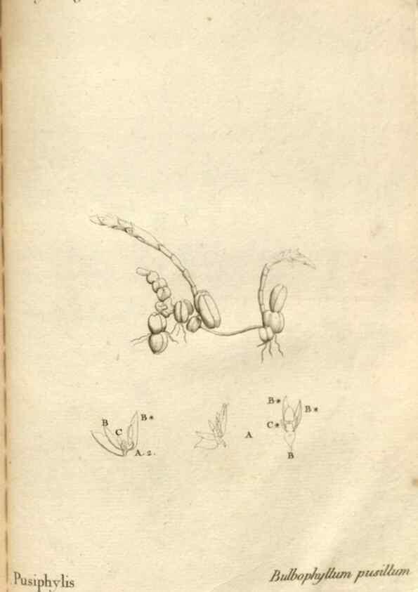 Reproducción/Reproduction 49121637832: Histoire particulière des plantes Orchidées recueillies sur les trois îles australes d'Afrique, de France, de Bourbon et de Madagascar /. Paris :L'auteur,1822.. 