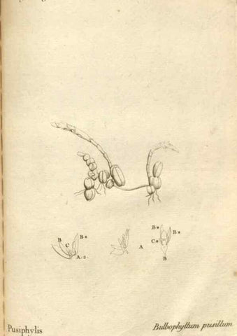 Reproducción/Reproduction 49121637832: Histoire particulière des plantes Orchidées recueillies sur les trois îles australes d'Afrique, de France, de Bourbon et de Madagascar /. Paris :L'auteur,1822.. 