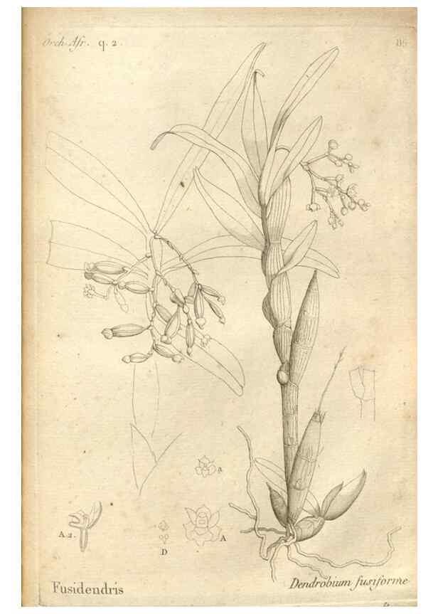 Reproducción/Reproduction 49120939458: Histoire particulière des plantes Orchidées recueillies sur les trois îles australes d'Afrique, de France, de Bourbon et de Madagascar /. Paris :L'auteur,1822.. 