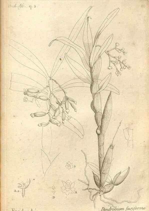 Reproducción/Reproduction 49120939458: Histoire particulière des plantes Orchidées recueillies sur les trois îles australes d'Afrique, de France, de Bourbon et de Madagascar /. Paris :L'auteur,1822.. 