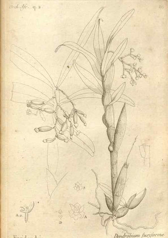 Reproducción/Reproduction 49120939458: Histoire particulière des plantes Orchidées recueillies sur les trois îles australes d'Afrique, de France, de Bourbon et de Madagascar /. Paris :L'auteur,1822.. 