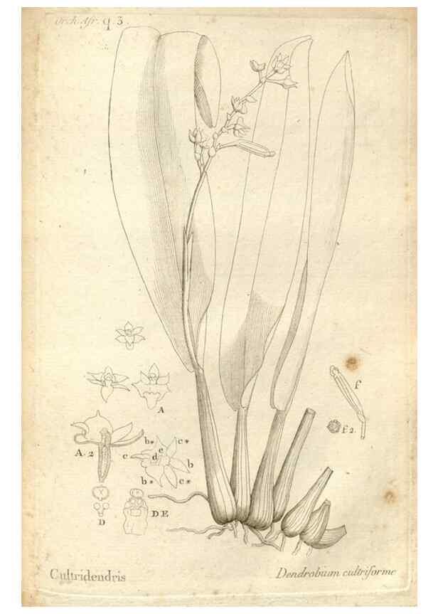 Reproducción/Reproduction 49121442271: Histoire particulière des plantes Orchidées recueillies sur les trois îles australes d'Afrique, de France, de Bourbon et de Madagascar /. Paris :L'auteur,1822.. 