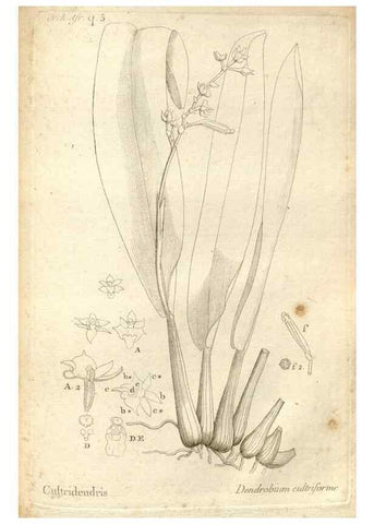 Reproducción/Reproduction 49121442271: Histoire particulière des plantes Orchidées recueillies sur les trois îles australes d'Afrique, de France, de Bourbon et de Madagascar /. Paris :L'auteur,1822.. 