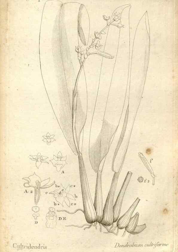 Reproducción/Reproduction 49121442271: Histoire particulière des plantes Orchidées recueillies sur les trois îles australes d'Afrique, de France, de Bourbon et de Madagascar /. Paris :L'auteur,1822.. 