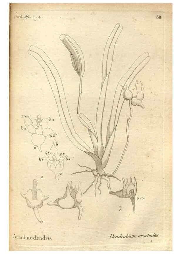 Reproducción/Reproduction 49121442556: Histoire particulière des plantes Orchidées recueillies sur les trois îles australes d'Afrique, de France, de Bourbon et de Madagascar /. Paris :L'auteur,1822.. 