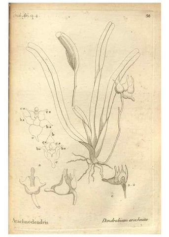 Reproducción/Reproduction 49121442556: Histoire particulière des plantes Orchidées recueillies sur les trois îles australes d'Afrique, de France, de Bourbon et de Madagascar /. Paris :L'auteur,1822.. 