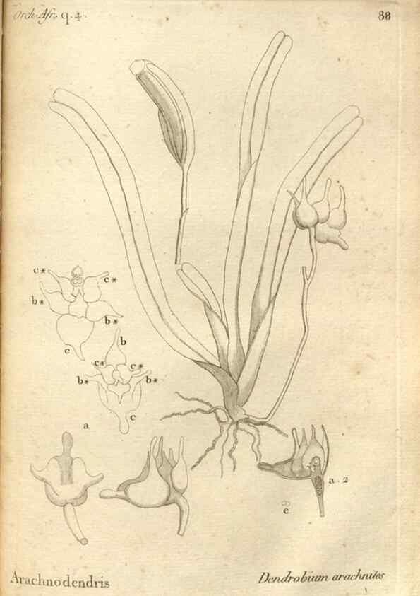 Reproducción/Reproduction 49121442556: Histoire particulière des plantes Orchidées recueillies sur les trois îles australes d'Afrique, de France, de Bourbon et de Madagascar /. Paris :L'auteur,1822.. 