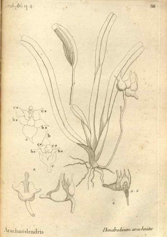 Reproducción/Reproduction 49121442556: Histoire particulière des plantes Orchidées recueillies sur les trois îles australes d'Afrique, de France, de Bourbon et de Madagascar /. Paris :L'auteur,1822.. 