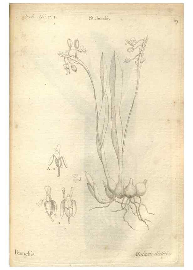 Reproducción/Reproduction 49121633347: Histoire particulière des plantes Orchidées recueillies sur les trois îles australes d'Afrique, de France, de Bourbon et de Madagascar /. Paris :L'auteur,1822.. 