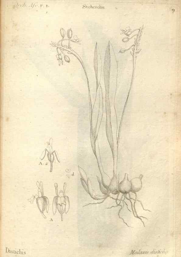 Reproducción/Reproduction 49121633347: Histoire particulière des plantes Orchidées recueillies sur les trois îles australes d'Afrique, de France, de Bourbon et de Madagascar /. Paris :L'auteur,1822.. 