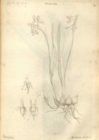 Reproducción/Reproduction 49121633347: Histoire particulière des plantes Orchidées recueillies sur les trois îles australes d'Afrique, de France, de Bourbon et de Madagascar /. Paris :L'auteur,1822.. 
