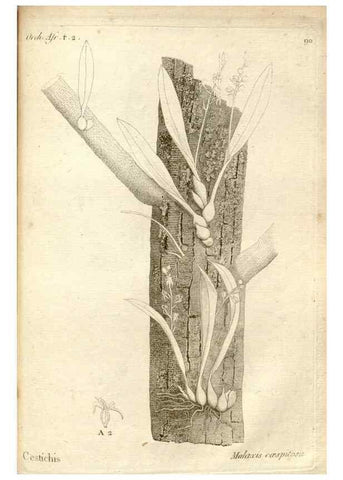 Reproducción/Reproduction 49120940738: Histoire particulière des plantes Orchidées recueillies sur les trois îles australes d'Afrique, de France, de Bourbon et de Madagascar /. Paris :L'auteur,1822.. 