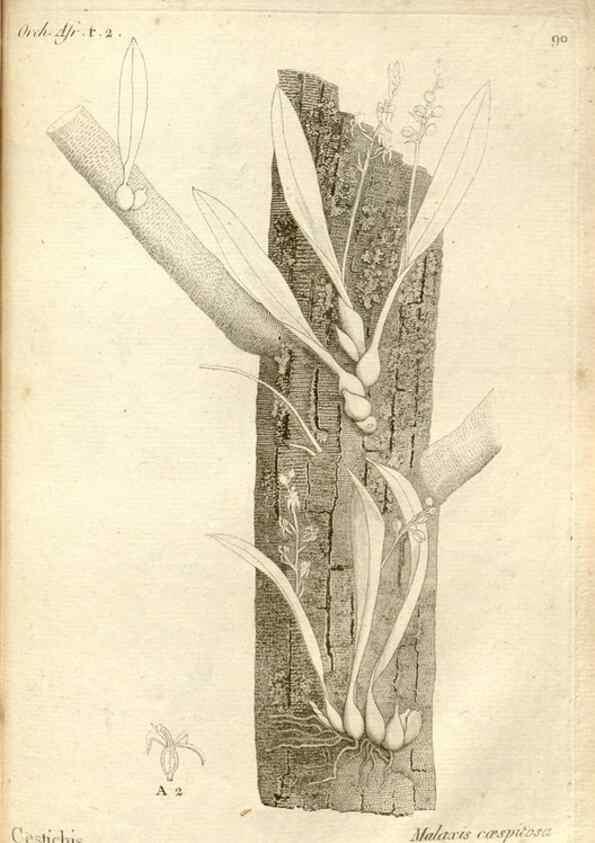 Reproducción/Reproduction 49120940738: Histoire particulière des plantes Orchidées recueillies sur les trois îles australes d'Afrique, de France, de Bourbon et de Madagascar /. Paris :L'auteur,1822.. 