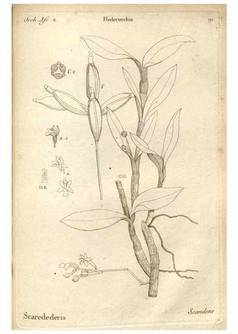 Reproducción/Reproduction 49121633967: Histoire particulière des plantes Orchidées recueillies sur les trois îles australes d'Afrique, de France, de Bourbon et de Madagascar /. Paris :L'auteur,1822.. 