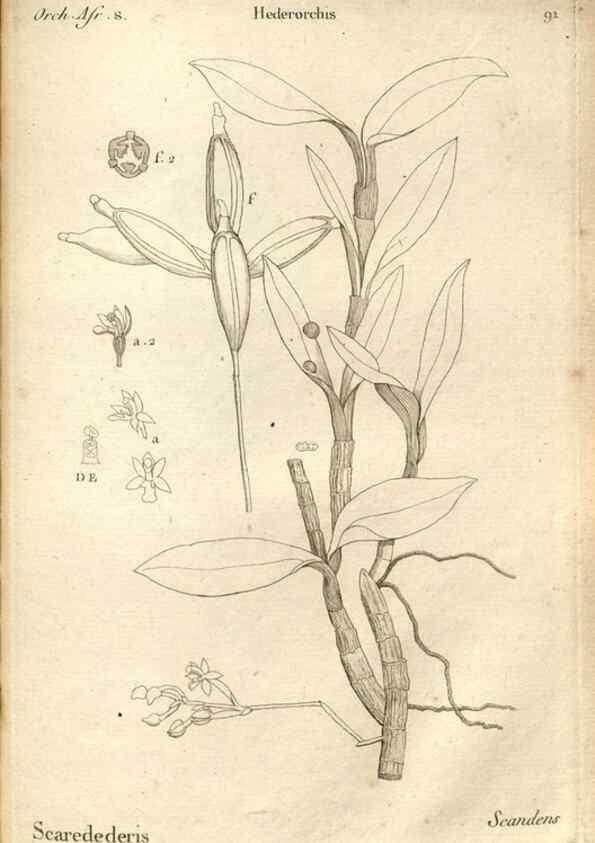 Reproducción/Reproduction 49121633967: Histoire particulière des plantes Orchidées recueillies sur les trois îles australes d'Afrique, de France, de Bourbon et de Madagascar /. Paris :L'auteur,1822.. 