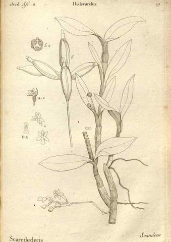 Reproducción/Reproduction 49121633967: Histoire particulière des plantes Orchidées recueillies sur les trois îles australes d'Afrique, de France, de Bourbon et de Madagascar /. Paris :L'auteur,1822.. 