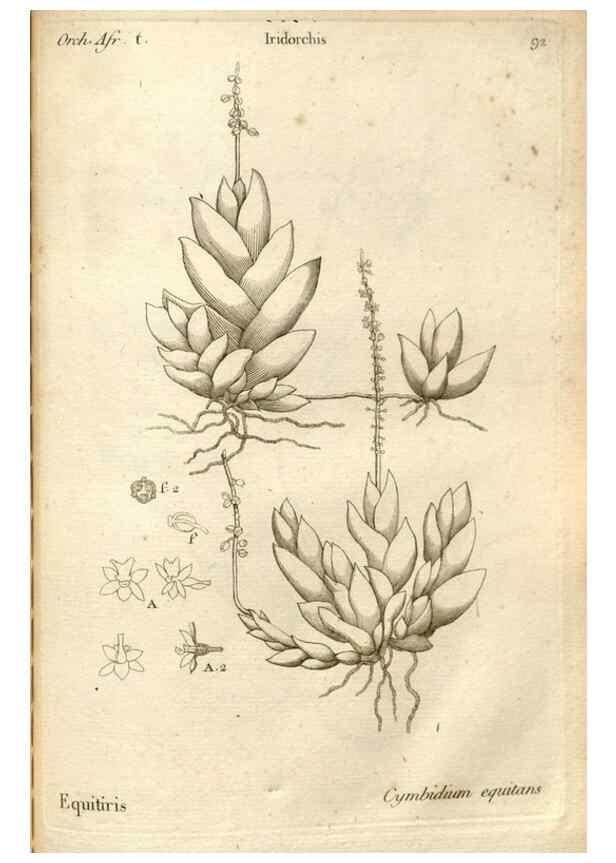 Reproducción/Reproduction 49120941218: Histoire particulière des plantes Orchidées recueillies sur les trois îles australes d'Afrique, de France, de Bourbon et de Madagascar /. Paris :L'auteur,1822.. 