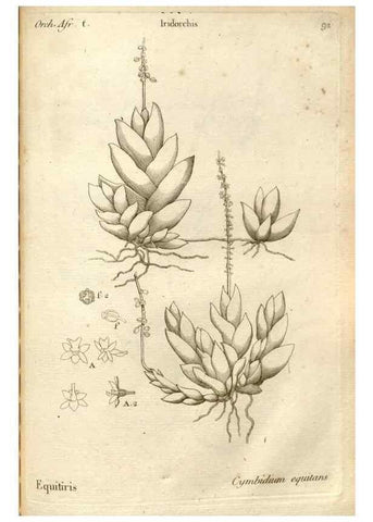 Reproducción/Reproduction 49120941218: Histoire particulière des plantes Orchidées recueillies sur les trois îles australes d'Afrique, de France, de Bourbon et de Madagascar /. Paris :L'auteur,1822.. 