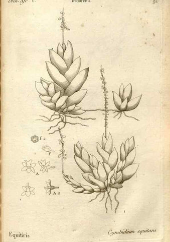 Reproducción/Reproduction 49120941218: Histoire particulière des plantes Orchidées recueillies sur les trois îles australes d'Afrique, de France, de Bourbon et de Madagascar /. Paris :L'auteur,1822.. 