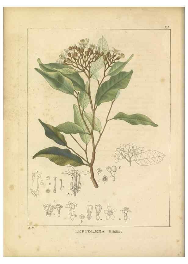 Reproducción/Reproduction 49121822262: Histoire des végétaux recueilles dans les isles australes d'Afrique.. 1806.. 