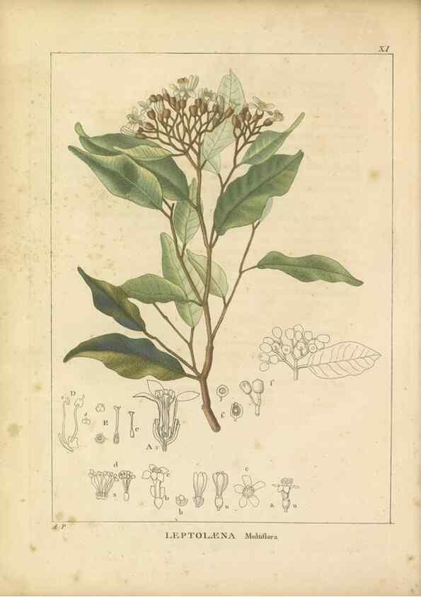 Reproducción/Reproduction 49121822262: Histoire des végétaux recueilles dans les isles australes d'Afrique.. 1806.. 