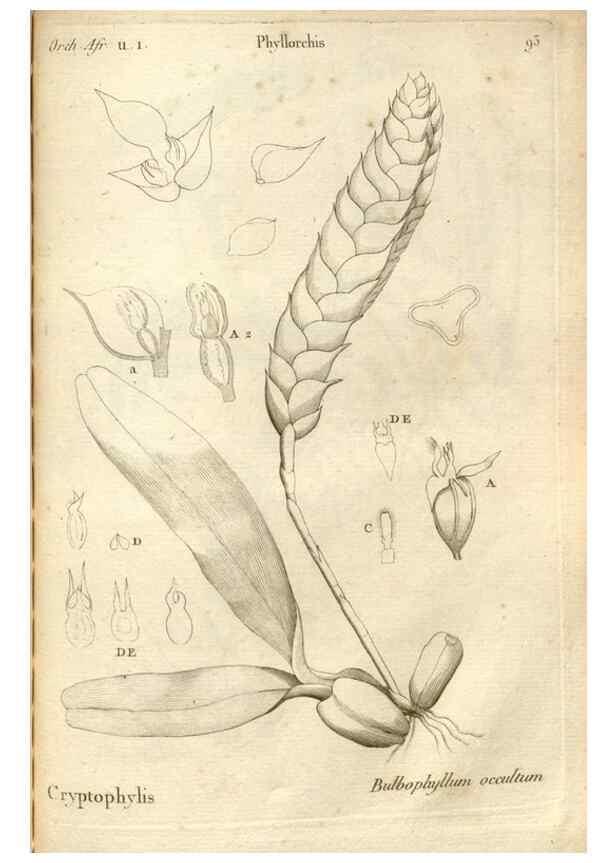 Reproducción/Reproduction 49121634647: Histoire particulière des plantes Orchidées recueillies sur les trois îles australes d'Afrique, de France, de Bourbon et de Madagascar /. Paris :L'auteur,1822.. 