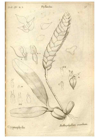 Reproducción/Reproduction 49121634647: Histoire particulière des plantes Orchidées recueillies sur les trois îles australes d'Afrique, de France, de Bourbon et de Madagascar /. Paris :L'auteur,1822.. 