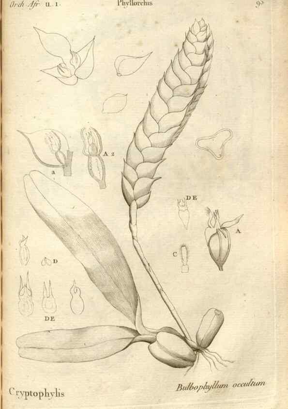 Reproducción/Reproduction 49121634647: Histoire particulière des plantes Orchidées recueillies sur les trois îles australes d'Afrique, de France, de Bourbon et de Madagascar /. Paris :L'auteur,1822.. 