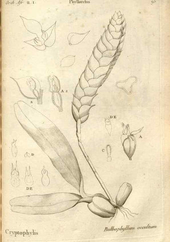 Reproducción/Reproduction 49121634647: Histoire particulière des plantes Orchidées recueillies sur les trois îles australes d'Afrique, de France, de Bourbon et de Madagascar /. Paris :L'auteur,1822.. 