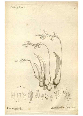 Reproducción/Reproduction 49121635312: Histoire particulière des plantes Orchidées recueillies sur les trois îles australes d'Afrique, de France, de Bourbon et de Madagascar /. Paris :L'auteur,1822.. 