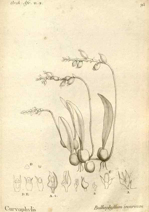 Reproducción/Reproduction 49121635312: Histoire particulière des plantes Orchidées recueillies sur les trois îles australes d'Afrique, de France, de Bourbon et de Madagascar /. Paris :L'auteur,1822.. 