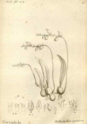 Reproducción/Reproduction 49121635312: Histoire particulière des plantes Orchidées recueillies sur les trois îles australes d'Afrique, de France, de Bourbon et de Madagascar /. Paris :L'auteur,1822.. 