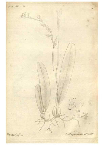 Reproducción/Reproduction 49121445236: Histoire particulière des plantes Orchidées recueillies sur les trois îles australes d'Afrique, de France, de Bourbon et de Madagascar /. Paris :L'auteur,1822.. 
