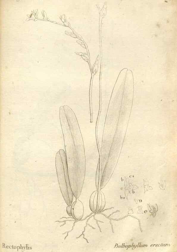 Reproducción/Reproduction 49121445236: Histoire particulière des plantes Orchidées recueillies sur les trois îles australes d'Afrique, de France, de Bourbon et de Madagascar /. Paris :L'auteur,1822.. 