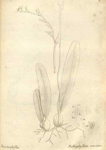 Reproducción/Reproduction 49121445236: Histoire particulière des plantes Orchidées recueillies sur les trois îles australes d'Afrique, de France, de Bourbon et de Madagascar /. Paris :L'auteur,1822.. 