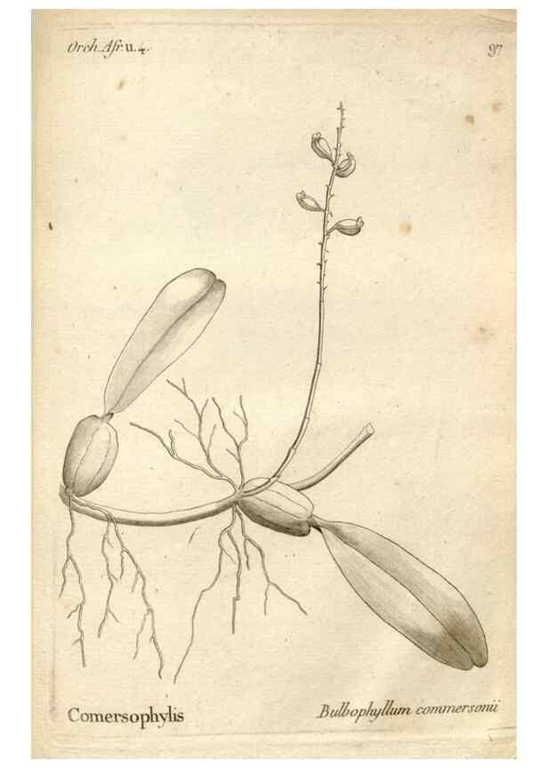 Reproducción/Reproduction 49121445616: Histoire particulière des plantes Orchidées recueillies sur les trois îles australes d'Afrique, de France, de Bourbon et de Madagascar /. Paris :L'auteur,1822.. 