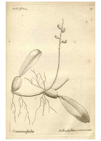 Reproducción/Reproduction 49121445616: Histoire particulière des plantes Orchidées recueillies sur les trois îles australes d'Afrique, de France, de Bourbon et de Madagascar /. Paris :L'auteur,1822.. 