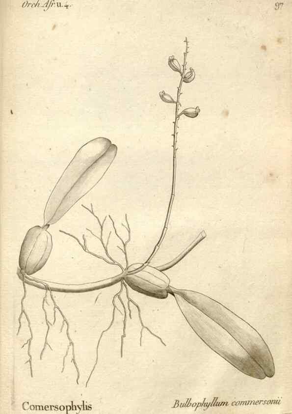 Reproducción/Reproduction 49121445616: Histoire particulière des plantes Orchidées recueillies sur les trois îles australes d'Afrique, de France, de Bourbon et de Madagascar /. Paris :L'auteur,1822.. 