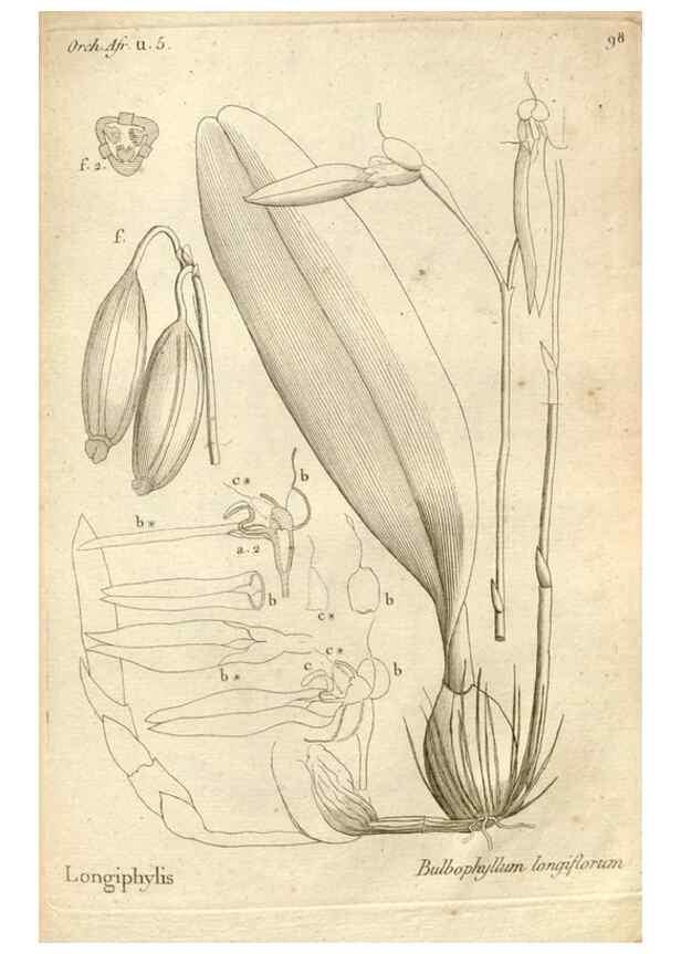 Reproducción/Reproduction 49120943183: Histoire particulière des plantes Orchidées recueillies sur les trois îles australes d'Afrique, de France, de Bourbon et de Madagascar /. Paris :L'auteur,1822.. 