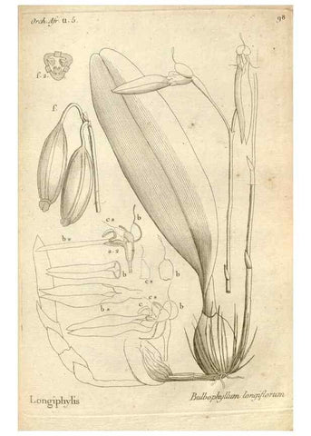 Reproducción/Reproduction 49120943183: Histoire particulière des plantes Orchidées recueillies sur les trois îles australes d'Afrique, de France, de Bourbon et de Madagascar /. Paris :L'auteur,1822.. 